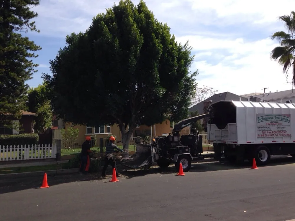 Expert lawn care service in Sunland, CA by Professional Tree Service
