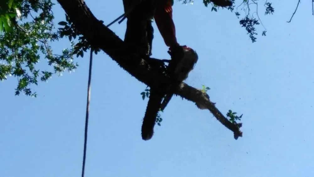 Custom outdoor landscaping in Lewisville, TX by Professional Tree Services Iowa