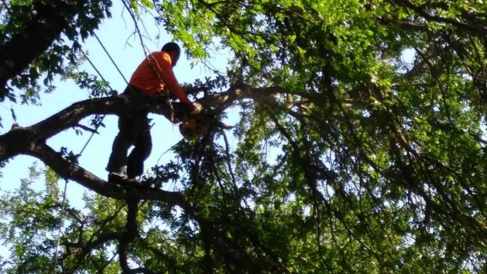Reliable landscape installation for year-round maintenance across Lewisville, TX - Professional Tree Services Iowa