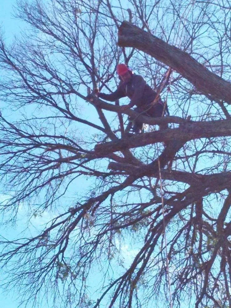 Affordable yard maintenance for beautiful yards across Lewisville, TX - Professional Tree Services Iowa