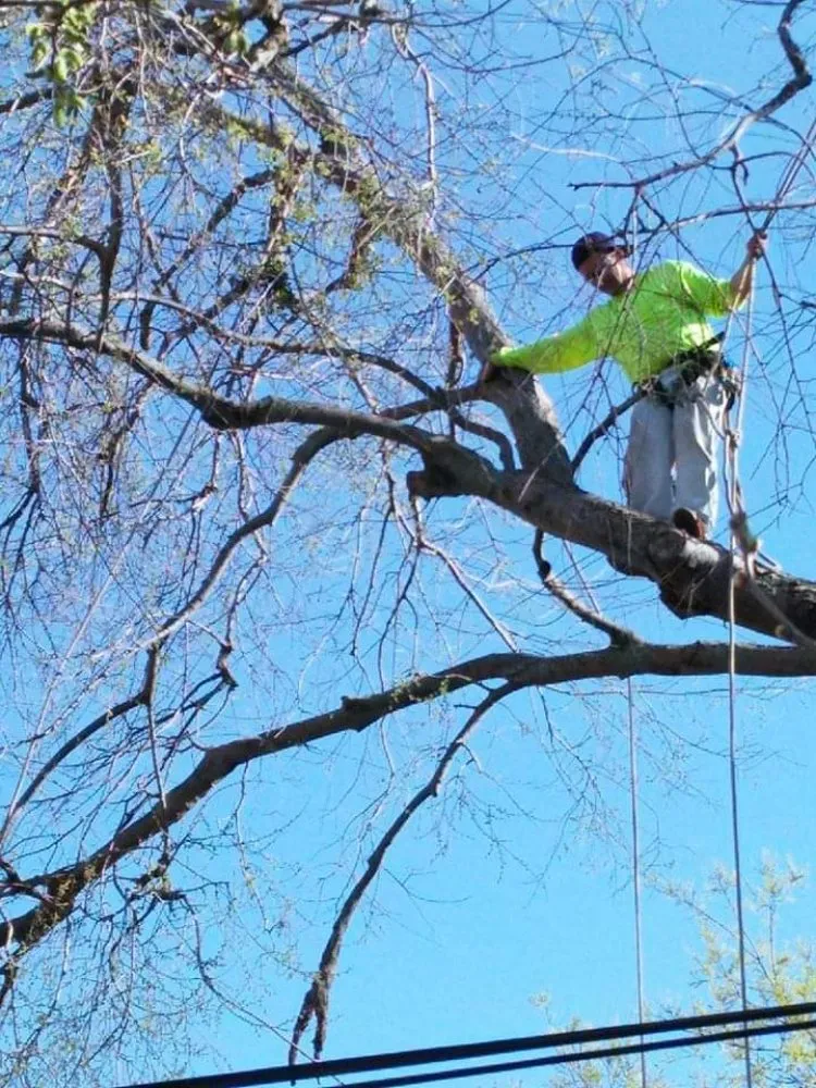 Expert landscaping services in Lewisville, TX by Professional Tree Services Iowa