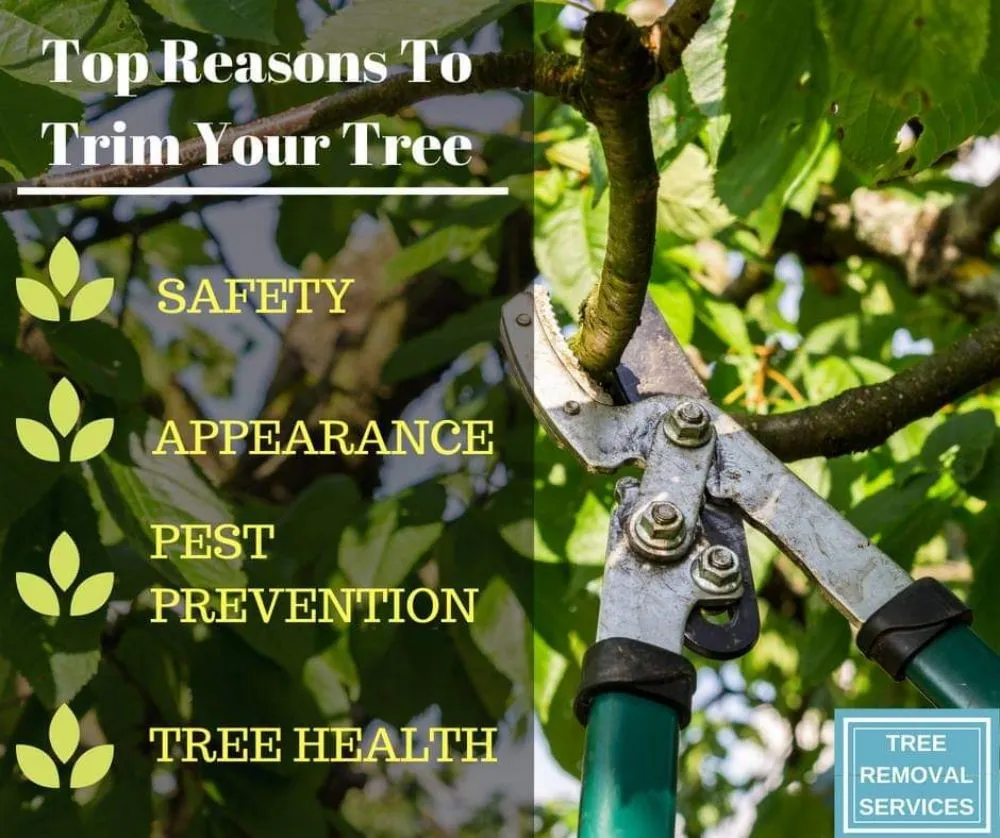 Reliable yard maintenance for residential properties in Lewisville, TX by Professional Tree Services Iowa