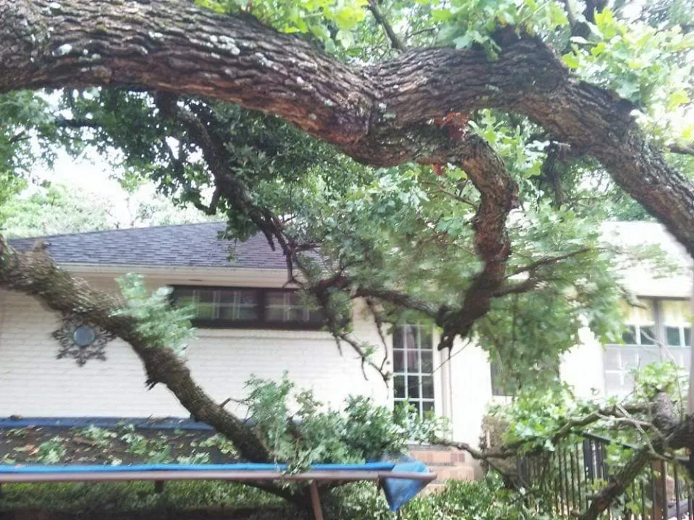 Trusted lawn care service for beautiful yards across Lewisville, TX - Professional Tree Services Iowa