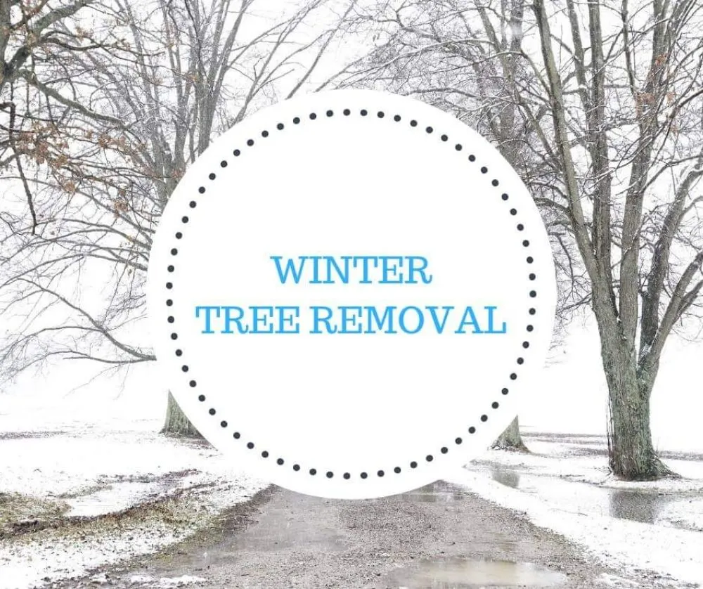 Professional lawn mowing service experts serving Lewisville, TX - Professional Tree Services Iowa