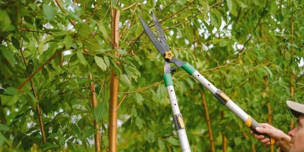 Reliable yard cleanup service with custom design in Lewisville, TX by Professional Tree Services Iowa