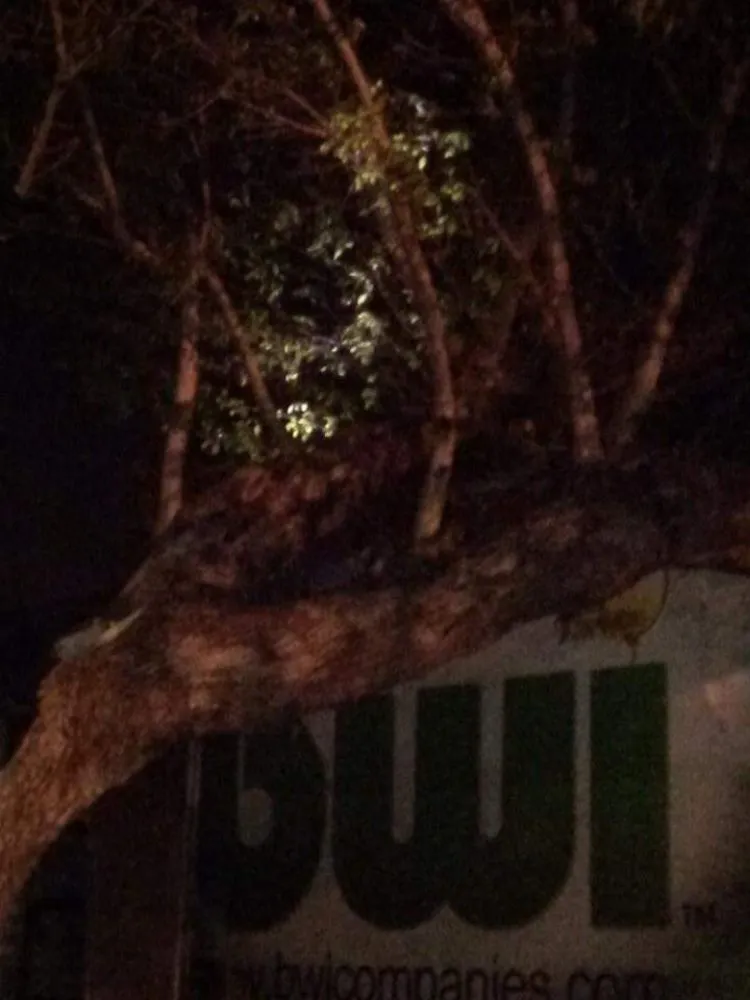 Expert lawn care service for homes in Lewisville, TX by Professional Tree Services Iowa