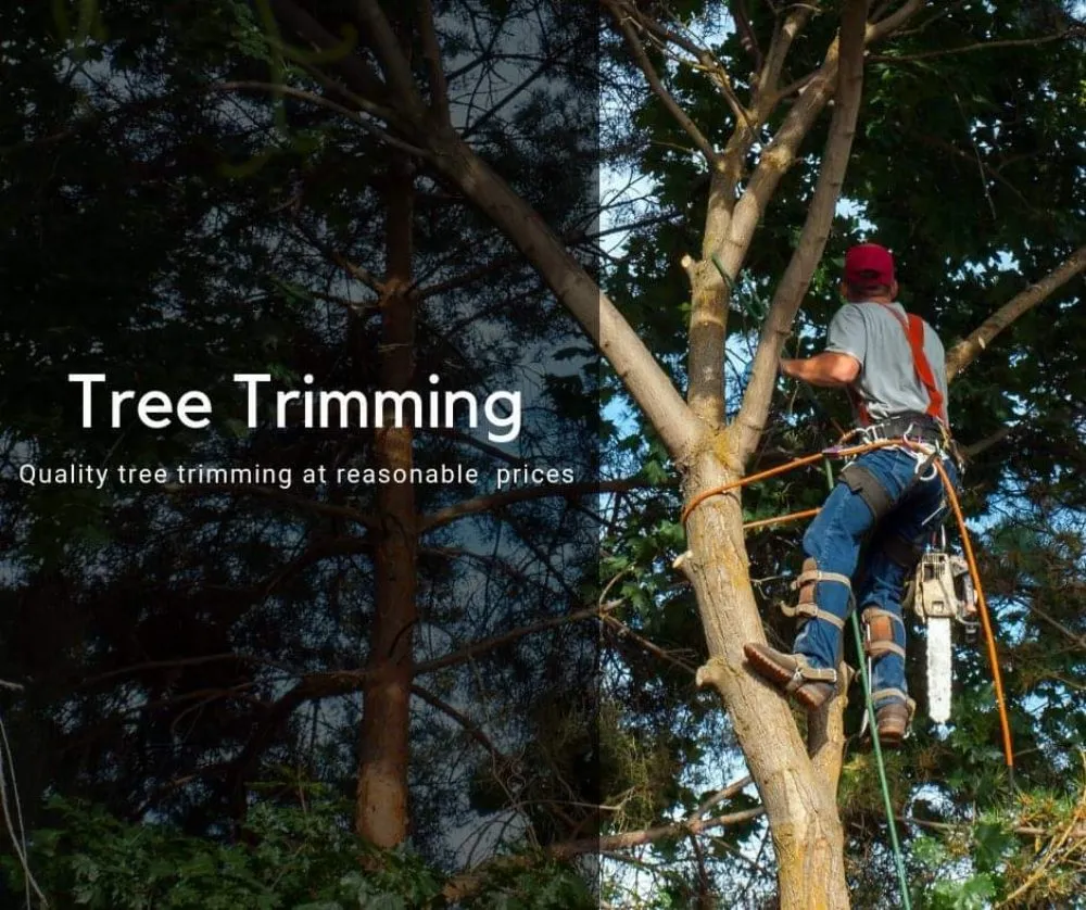 Professional lawn care service in Lewisville, TX - Professional Tree Services Iowa