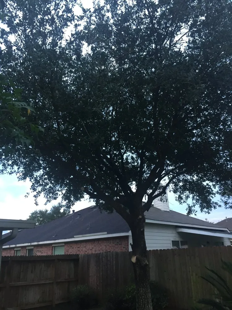 Trusted landscape design in Rosenberg, TX by Professional Tree Services