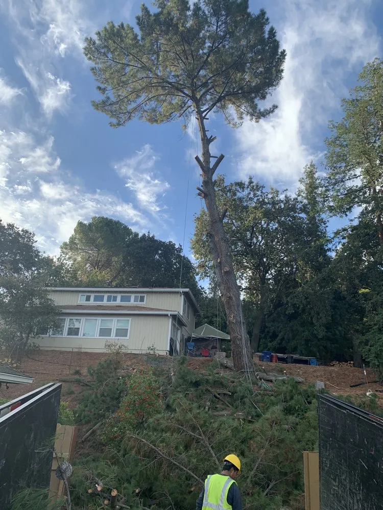 Reliable landscaping services in Adairsville, GA - Professional Tree Trimming & Removal