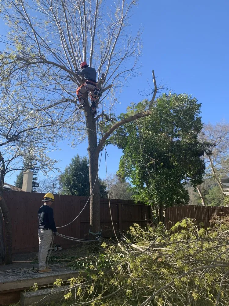 Custom yard maintenance in Adairsville, GA by Professional Tree Trimming & Removal
