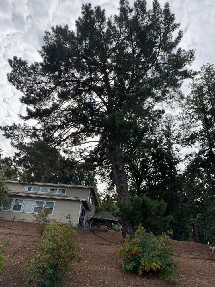 Expert lawn care service with custom design in Adairsville, GA by Professional Tree Trimming & Removal