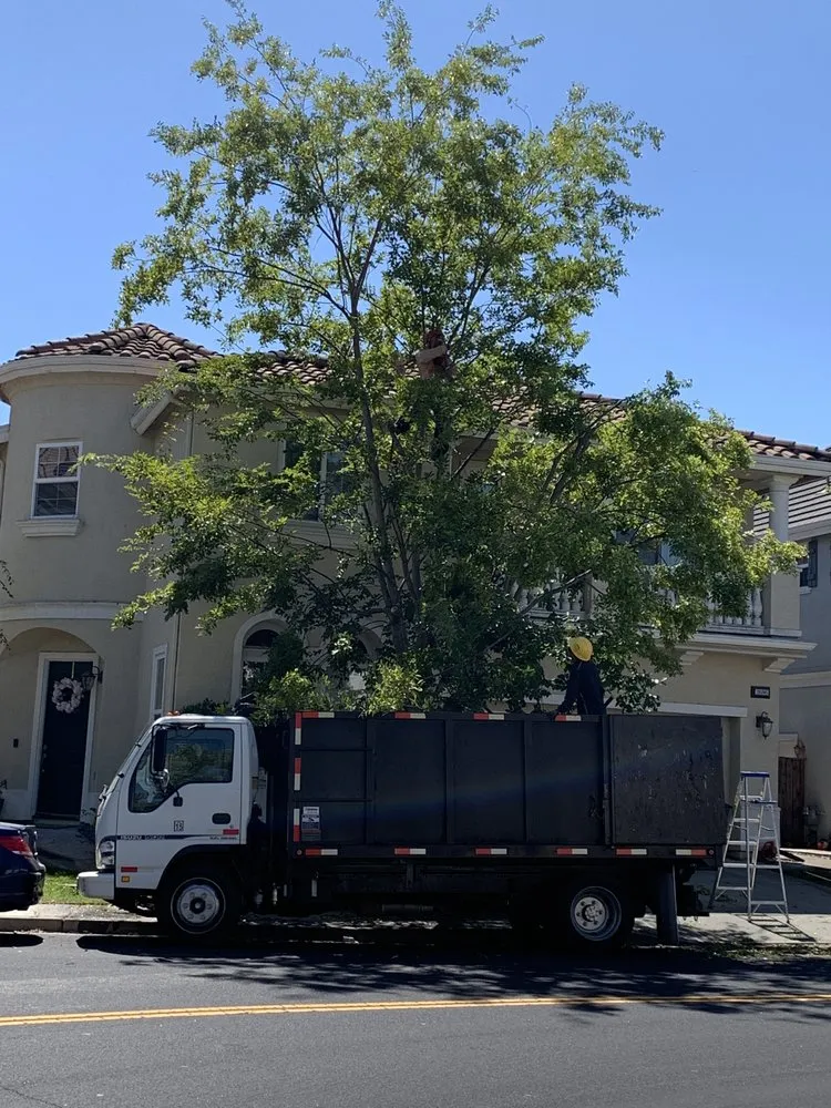 Top-rated landscape design in Adairsville, GA by Professional Tree Trimming & Removal