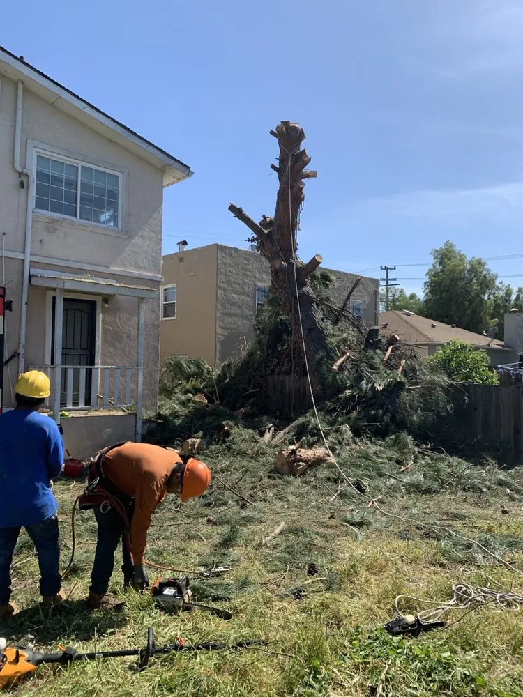 Trusted residential landscaping for outdoor upgrades across Adairsville, GA - Professional Tree Trimming & Removal