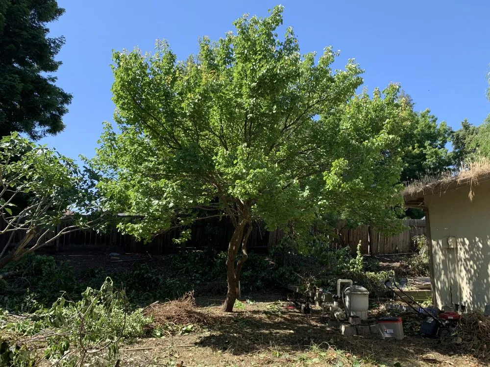 Expert yard maintenance in Adairsville, GA by Professional Tree Trimming & Removal