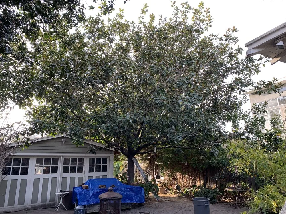 Professional landscaping services experts serving Adairsville, GA - Professional Tree Trimming & Removal