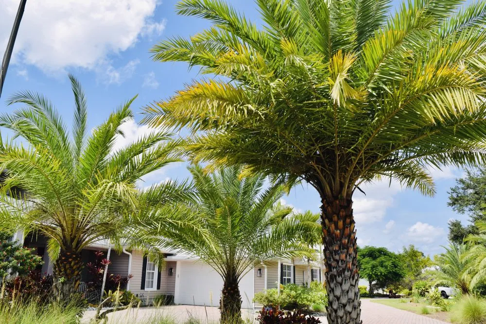 Professional garden landscaping in LaBelle, FL - Profile Gardens