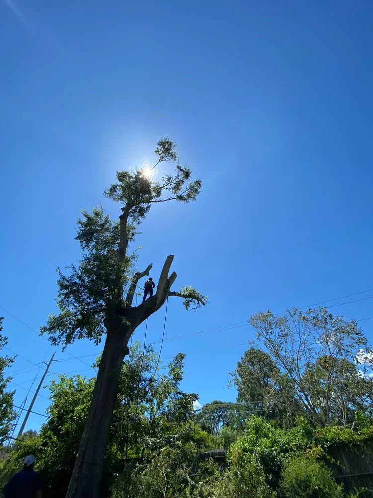 Local landscaping services for year-round maintenance across Baytown, TX - Profixd