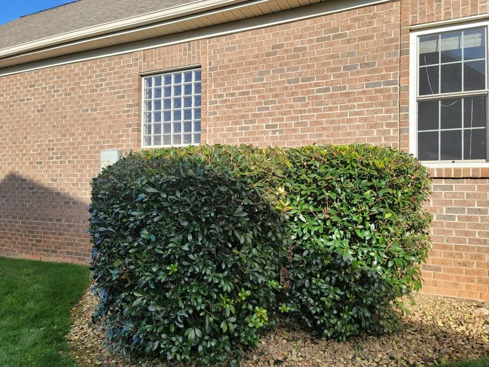 Reliable yard maintenance experts serving Lincolnton, NC - Profriendly
