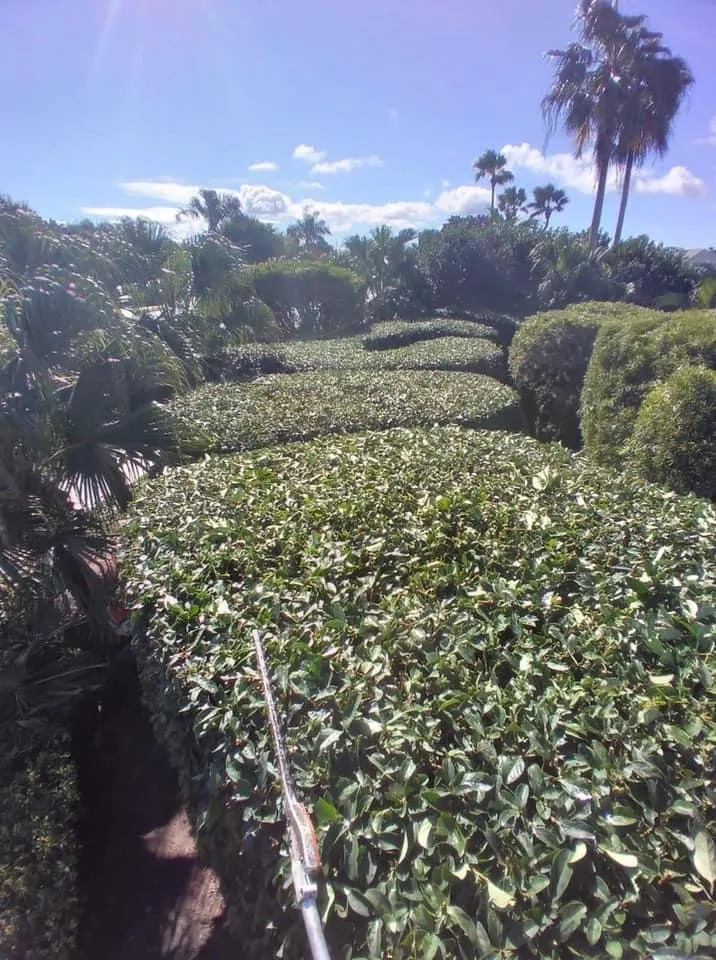 Custom landscape installation in Titusville, FL by ProGen Lawn Service