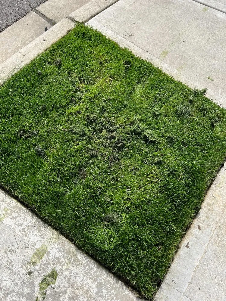 Reliable lawn mowing service in Portland, OR - Prograss