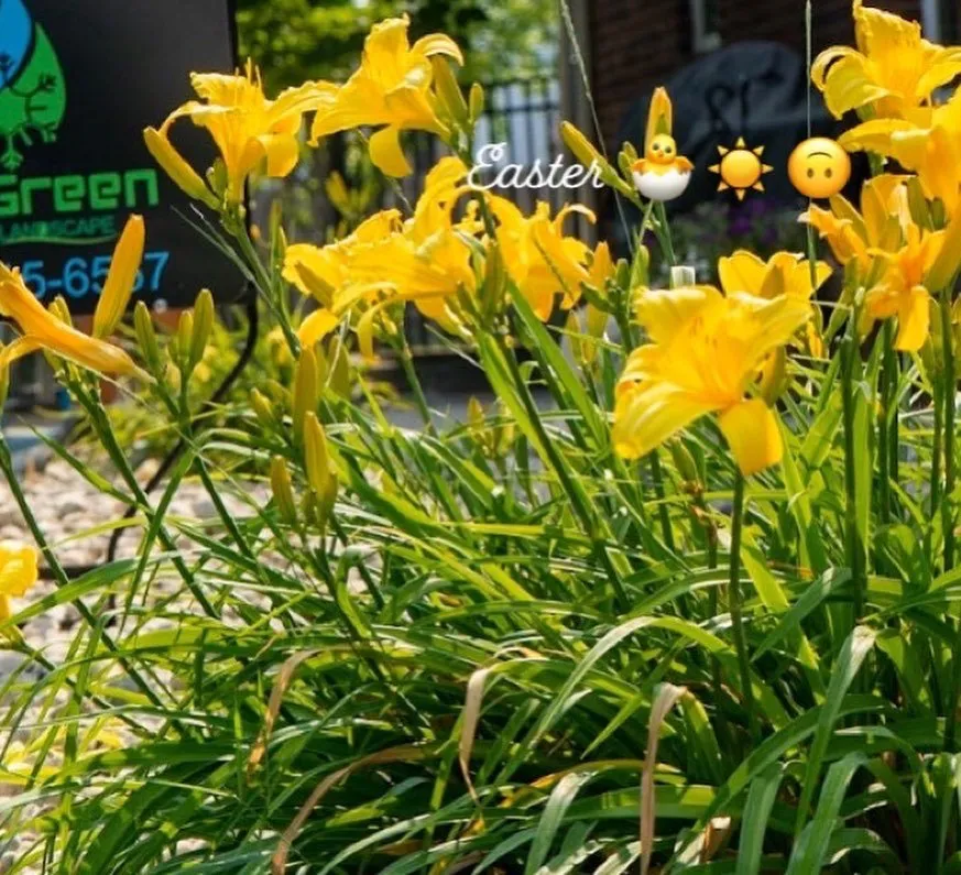 Custom yard maintenance experts serving Prairie Rose, ND - ProGreen Cut & Landscape
