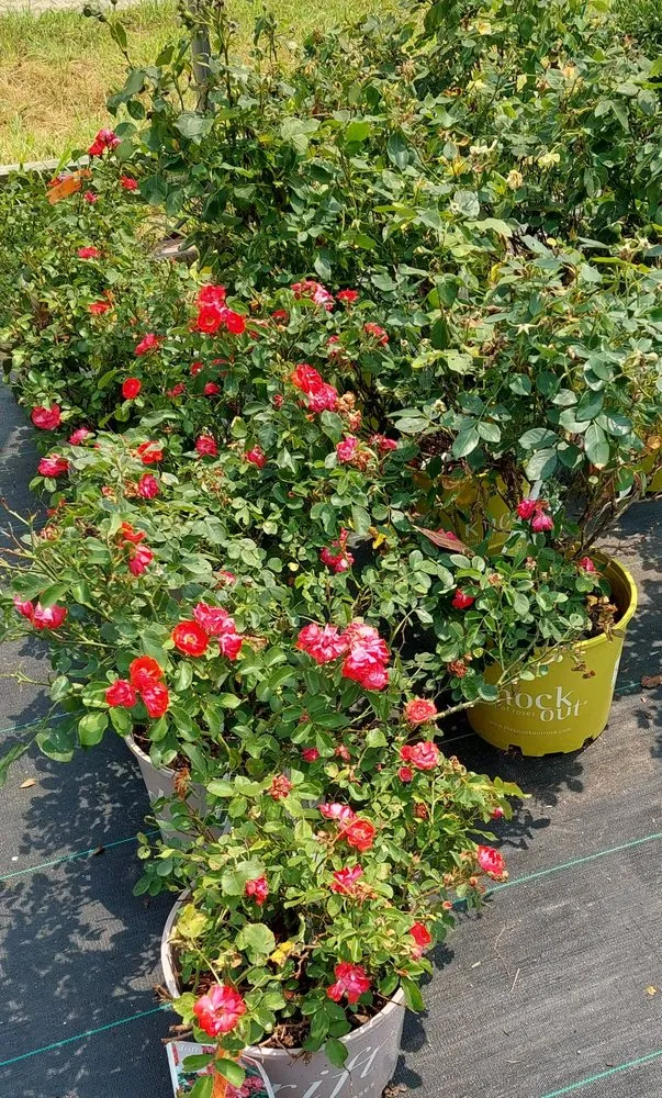 Custom yard maintenance in Crawfordsville, IN - ProGreen Garden Center