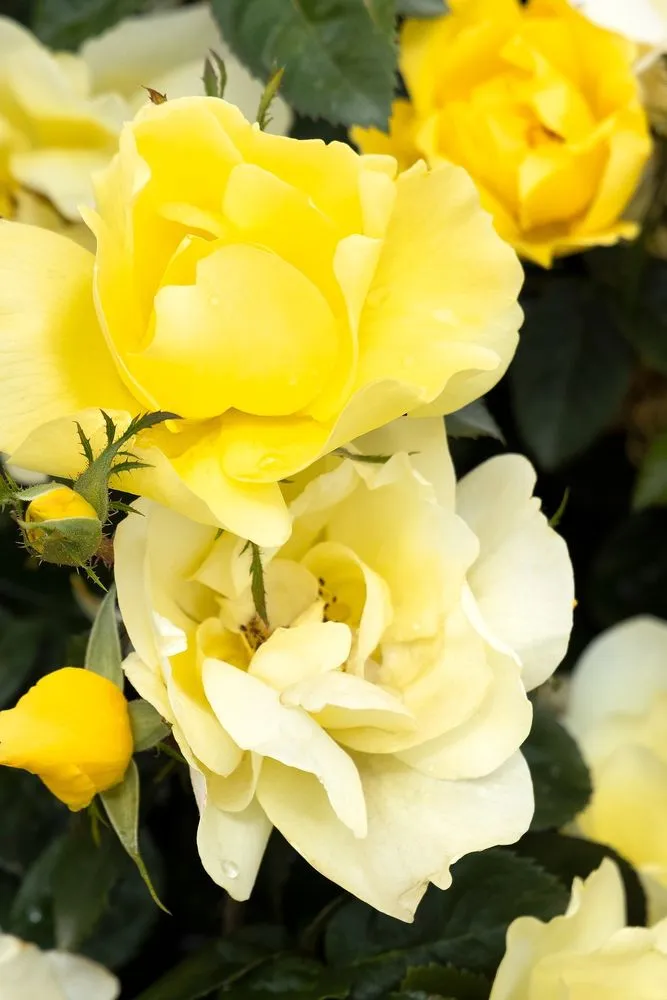 Expert landscaping services for year-round maintenance across Crawfordsville, IN - ProGreen Garden Center