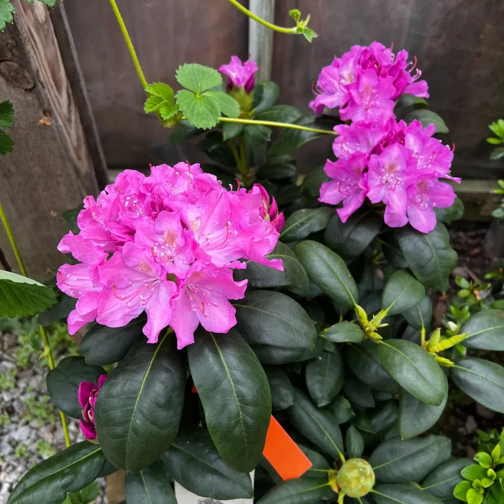 Expert garden landscaping in Crawfordsville, IN - ProGreen Garden Center