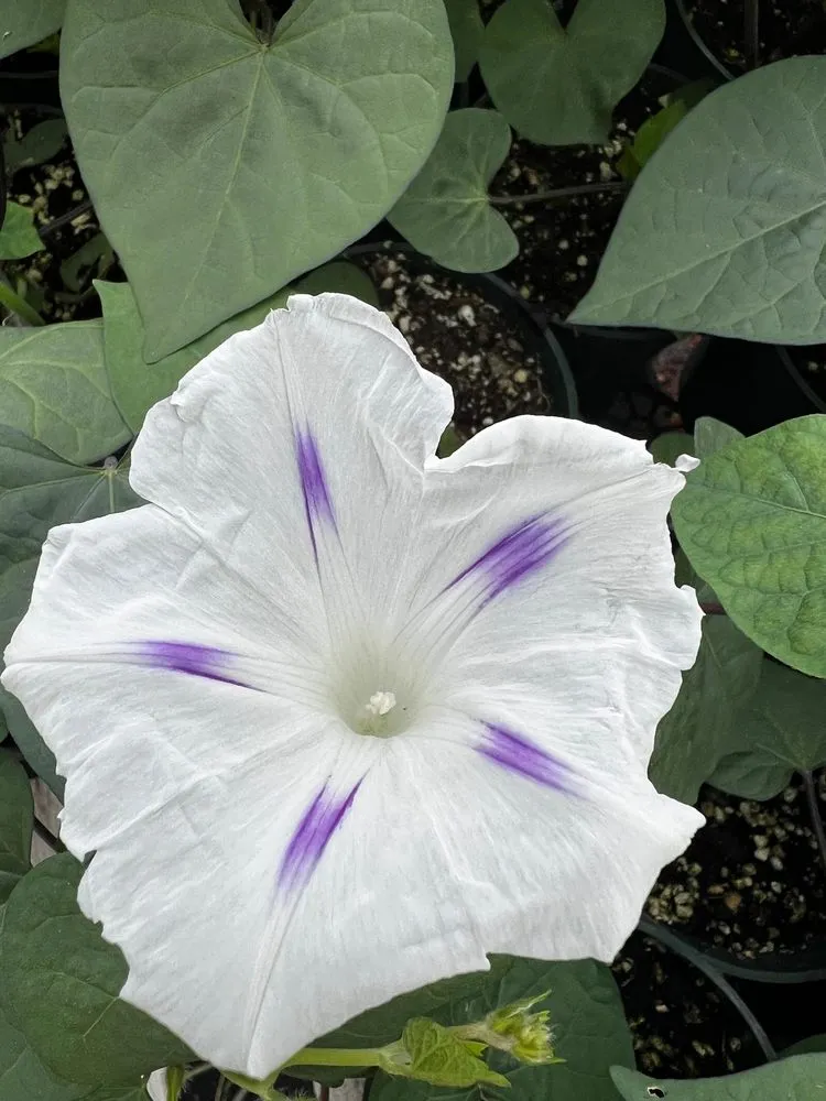 Professional yard maintenance for year-round maintenance across Crawfordsville, IN - ProGreen Garden Center