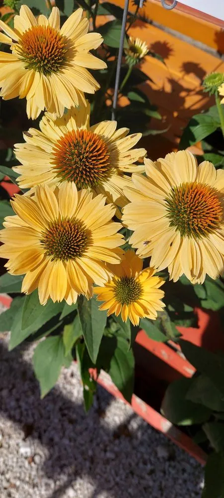 Local residential landscaping near you across Crawfordsville, IN - ProGreen Garden Center