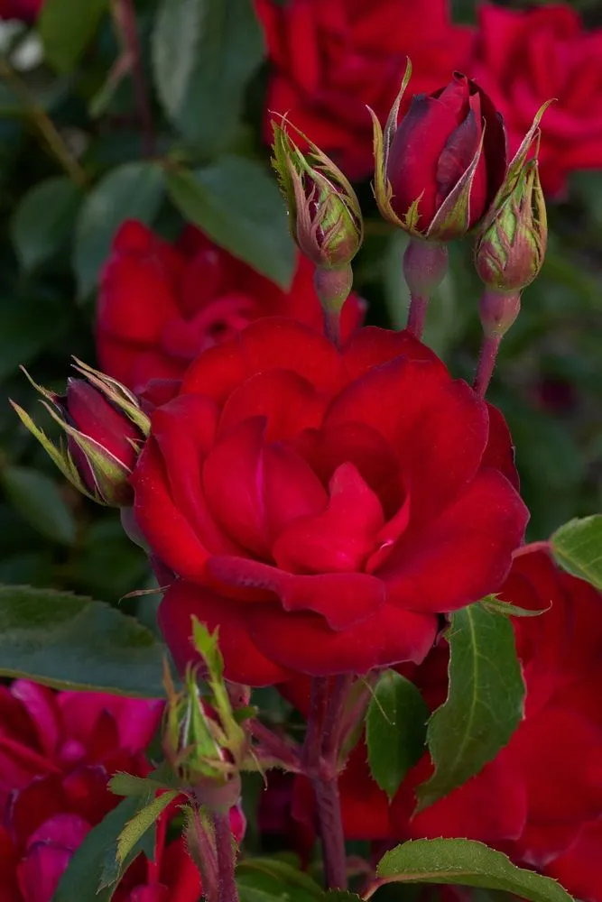 Custom garden landscaping for homes across Crawfordsville, IN - ProGreen Garden Center