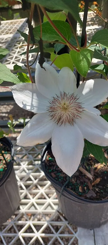 Expert lawn care service experts serving Crawfordsville, IN - ProGreen Garden Center