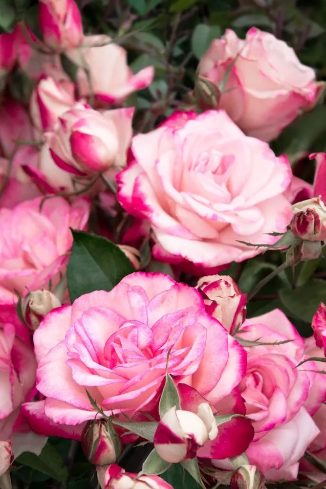 Custom yard maintenance for outdoor upgrades across Crawfordsville, IN - ProGreen Garden Center