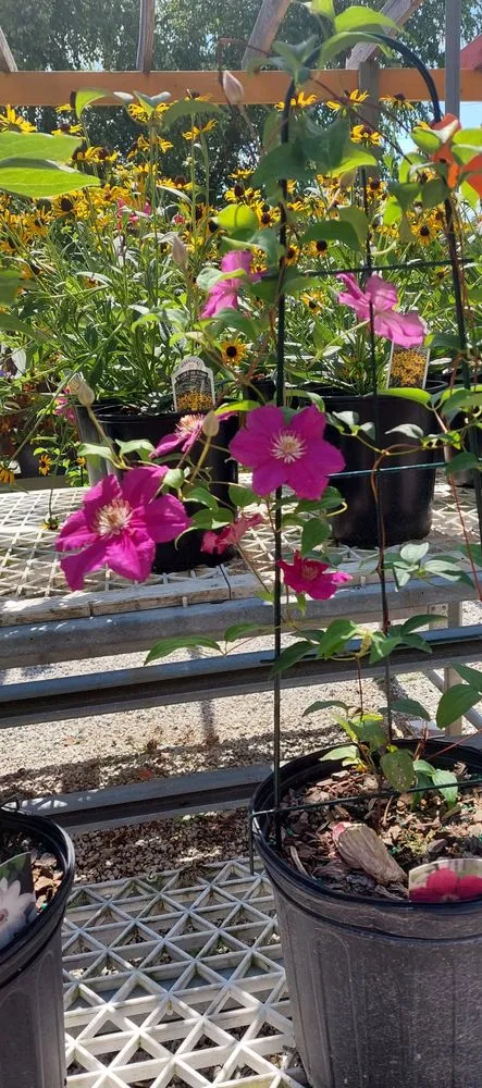 Reliable residential landscaping experts serving Crawfordsville, IN - ProGreen Garden Center