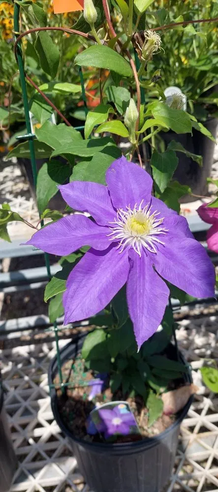 Top-rated landscape installation experts serving Crawfordsville, IN - ProGreen Garden Center