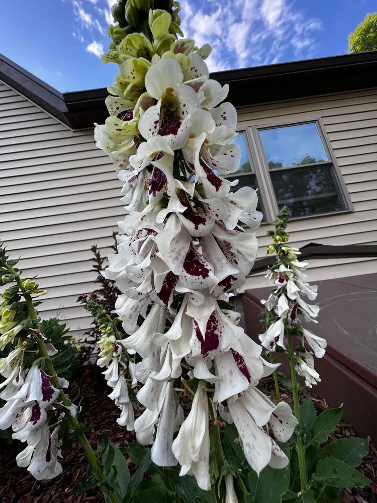 Affordable yard maintenance in Crawfordsville, IN by ProGreen Garden Center