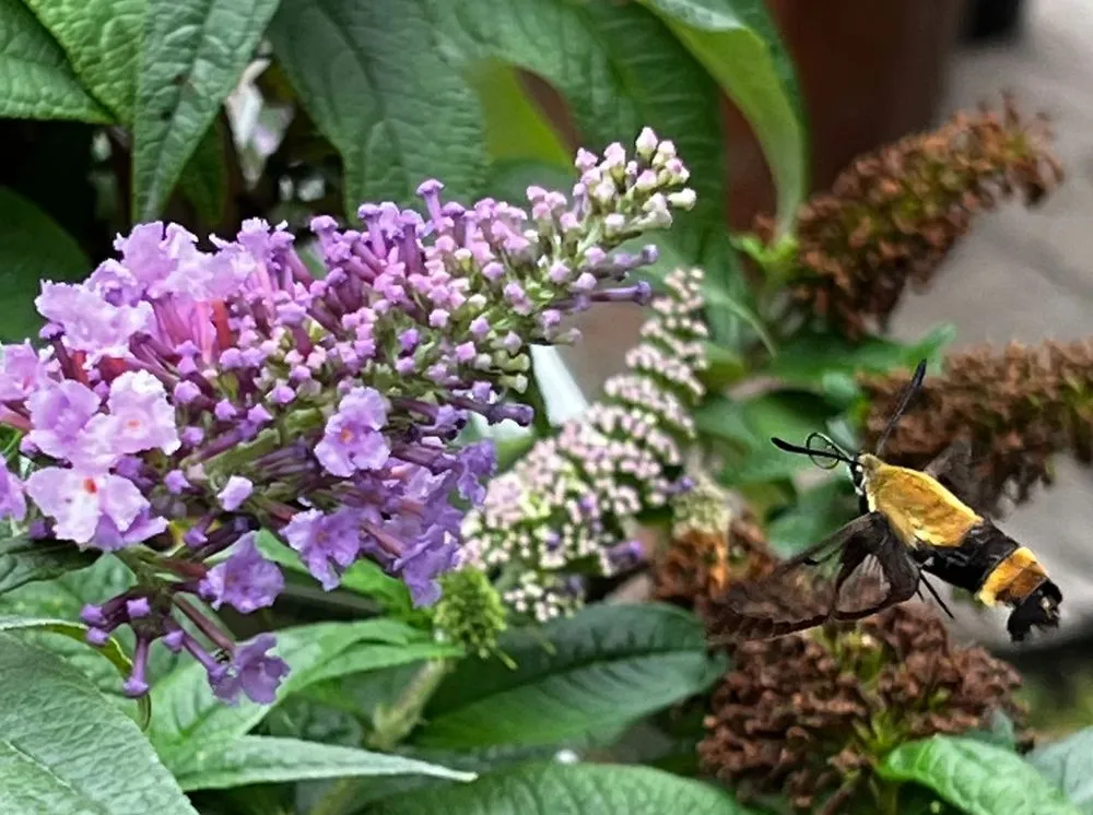 Expert yard cleanup service in Crawfordsville, IN by ProGreen Garden Center