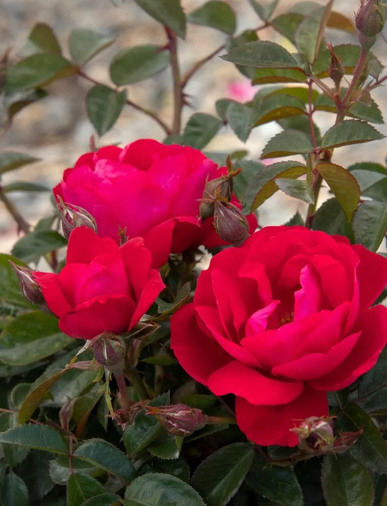 Top-rated yard maintenance experts serving Crawfordsville, IN - ProGreen Garden Center