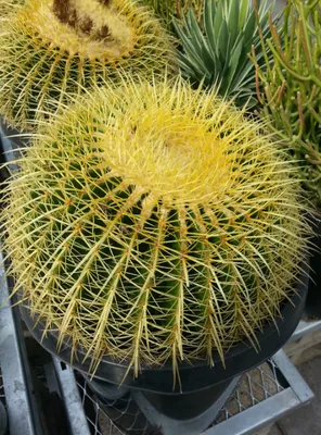 Professional landscape design in San Diego, CA by ProGreen Gardeners