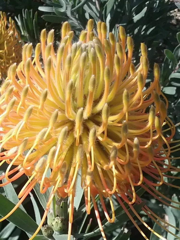 Expert landscape installation for residential properties in San Diego, CA by ProGreen Gardeners