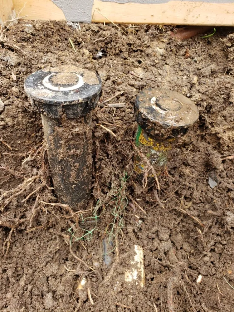 Top-rated yard cleanup service in San Diego, CA - ProGreen Gardeners