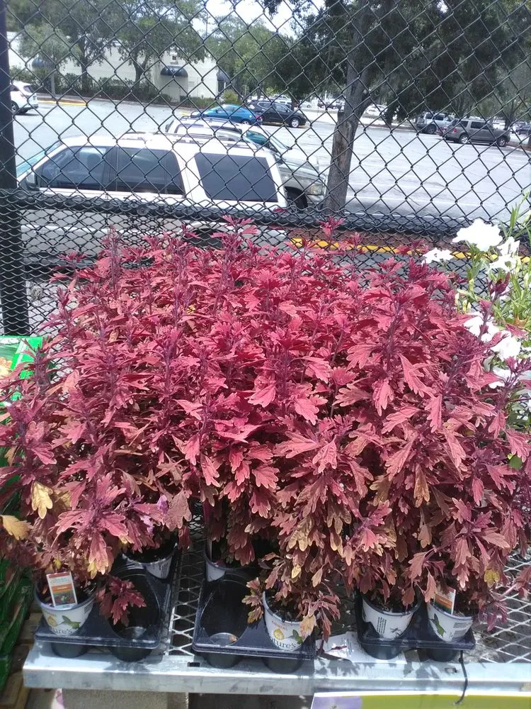 Top-rated outdoor landscaping for outdoor upgrades across Orlando, FL - Progreen Irrigation & Pump Service