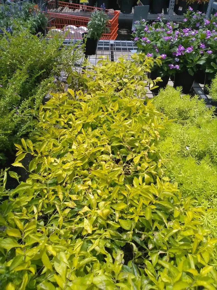 Reliable landscaping services for residential properties in Orlando, FL by Progreen Irrigation & Pump Service