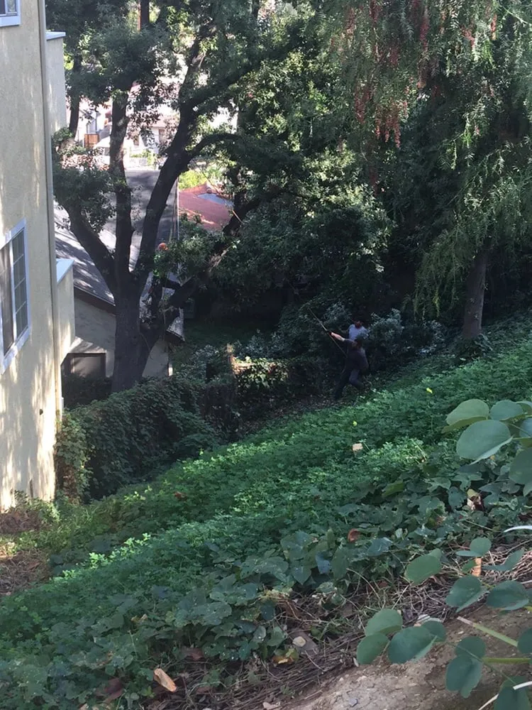 Local lawn care service for outdoor upgrades across Montebello, CA - Progreen Landcare