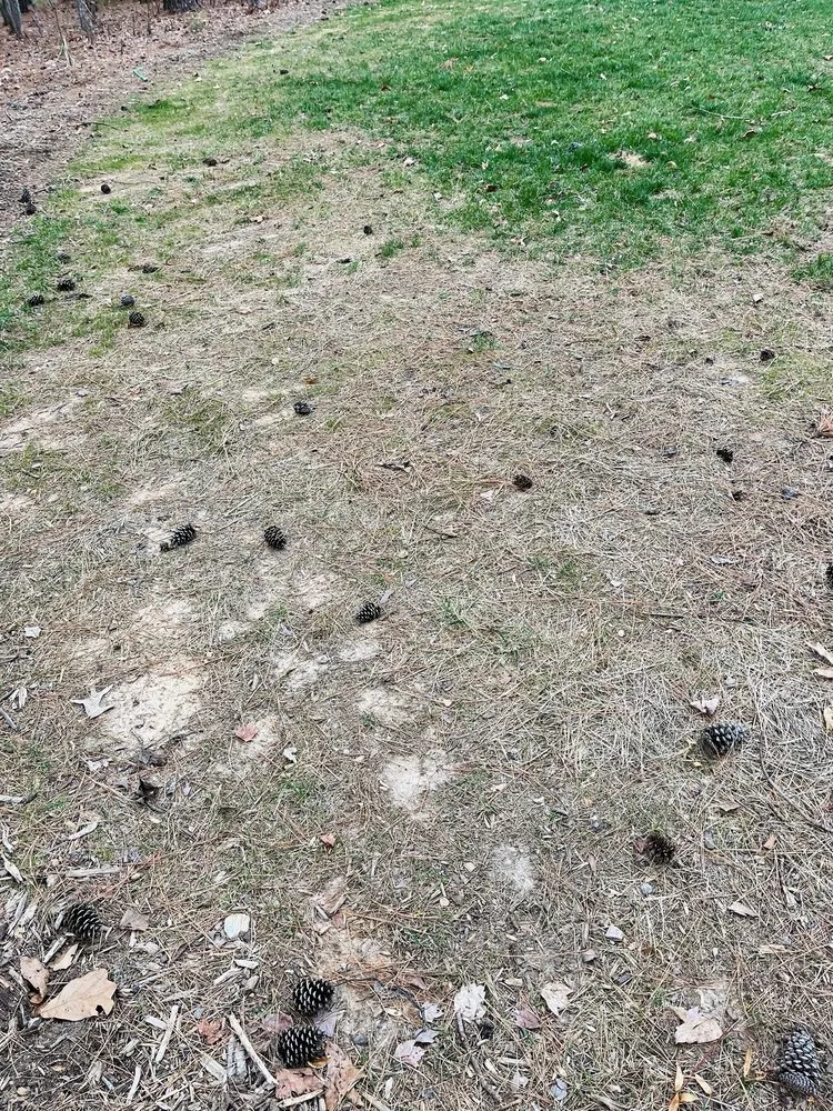 Affordable landscape design experts serving Louisburg, NC - Progreen Landscape Solutions