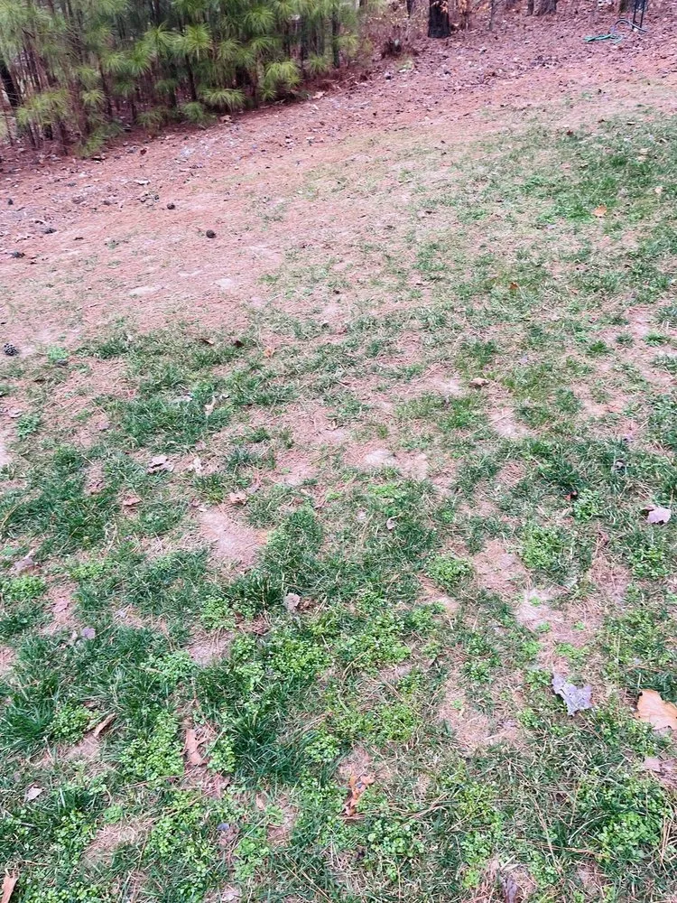 Professional yard cleanup service experts serving Louisburg, NC - Progreen Landscape Solutions