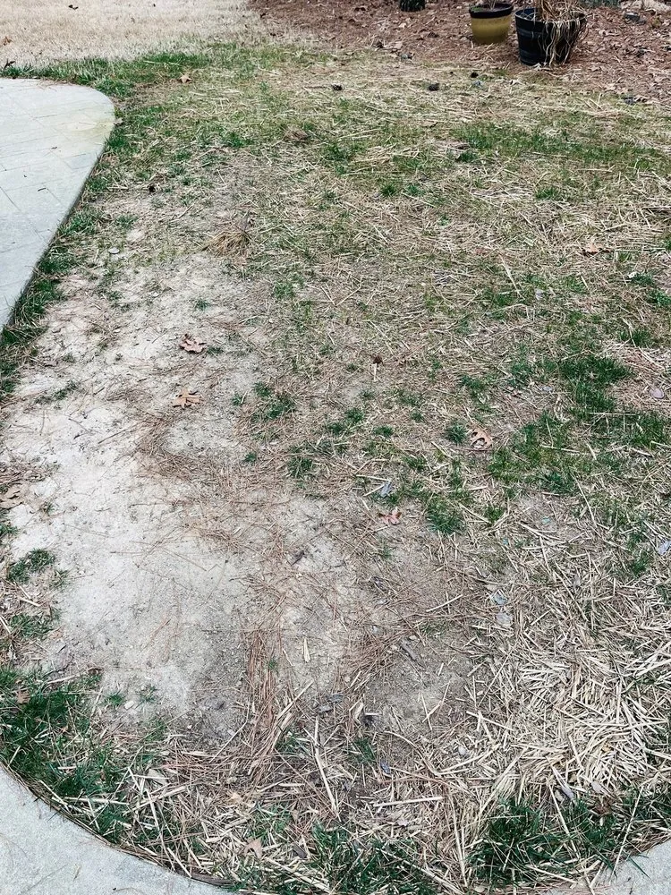 Local yard cleanup service experts serving Wake Forest, NC - Progreen Landscape Solutions