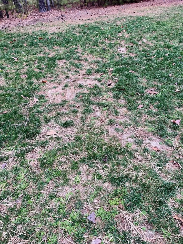 Trusted lawn care service in Wake Forest, NC - Progreen Landscape Solutions