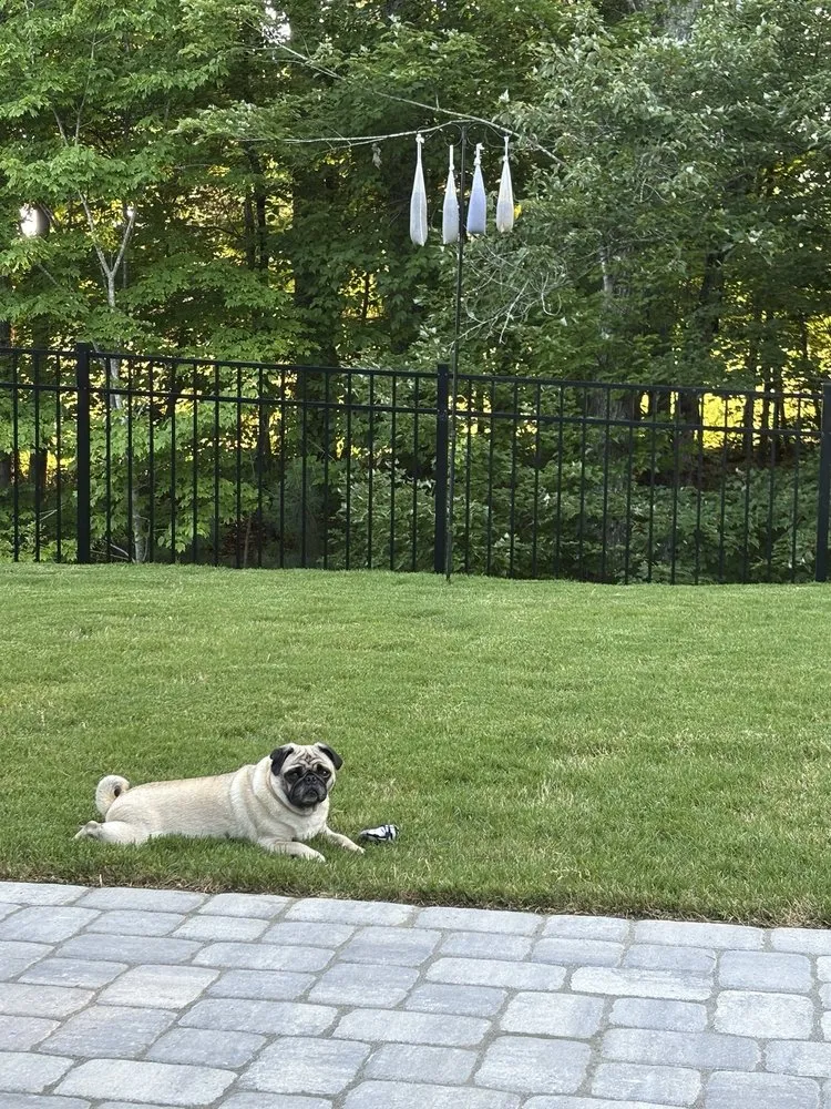 Local landscape installation in Wake Forest, NC by Progreen Landscape Solutions