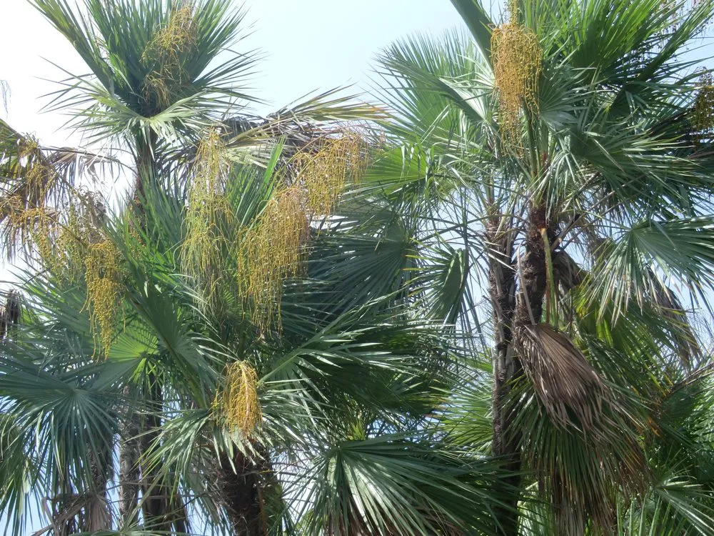 Affordable yard cleanup service in St. Petersburg, FL - ProGreen Pest Control